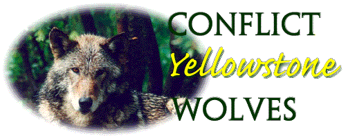 Yellowstone Wolf Project
